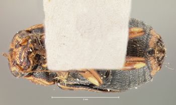 Media type: image; Entomology 8791   Aspect: habitus ventral view
